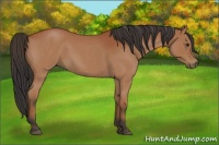 Horse Color:Bay Roan 