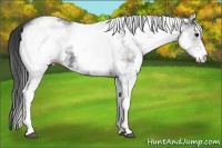 Horse Color:White Spotted Black