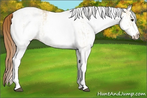 Horse Color:White Spotted Red Dun Rabicano and White Spotted Red Dun Rabicano
