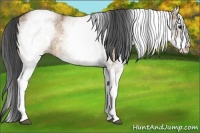 Horse Color:White Spotted Bay Dun Rabicano  and White Spotted Brown Dun Rabicano 