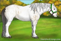 Horse Color:White Spotted Bay Dun Rabicano and White Spotted Buckskin Dun Rabicano