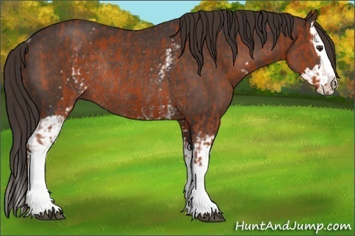Horse Color:White Spotted Brown Sabino Rabicano  and White Spotted Liver Chestnut Sabino Splash Rabicano 