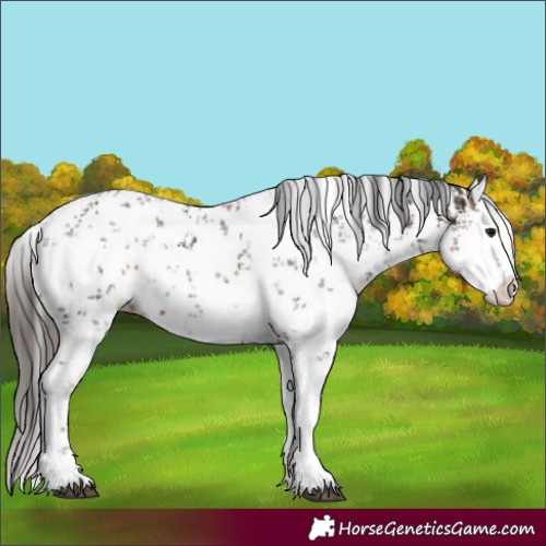 Horse Color:White Spotted Brown Sabino Rabicano and White Spotted Liver Chestnut Sabino Splash Rabicano