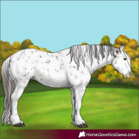 Horse Color:White Spotted Brown Sabino Rabicano  and White Spotted Liver Chestnut Sabino Splash Rabicano 
