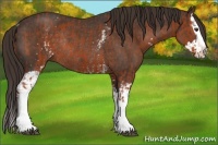Horse Color:White Spotted Brown Sabino Rabicano  and White Spotted Liver Chestnut Sabino Splash Rabicano 