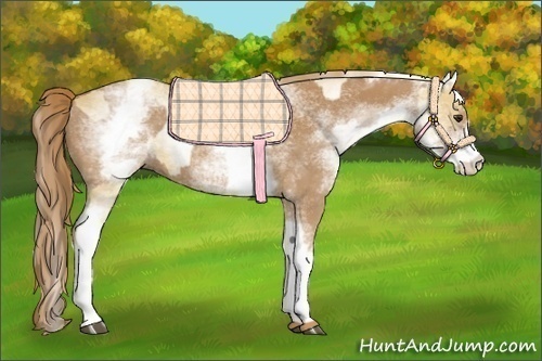 Horse Color:White Spotted Red Dun Rabicano  and White Spotted Chestnut Rabicano 