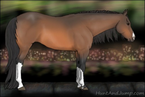 Horse Color:Buckskin 