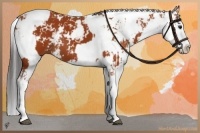 Horse Color:Bay Sabino  and Bay Sabino Splash 