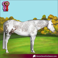 Horse Color:White Spotted Liver Chestnut Splash Appaloosa 