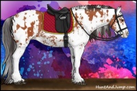 Horse Color:Bay Sabino  and Bay Sabino 