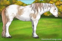 Horse Color:White Spotted Red Dun Rabicano and White Spotted Red Dun Rabicano