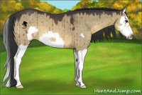 Horse Color:Buckskin Dun Splash Frame 