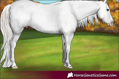 Horse Color:White Spotted Silver Brown Blanket