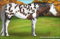 Horse Color:Liver Chestnut Splash Appaloosa 