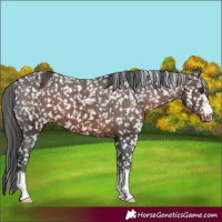 Horse Color:Liver Chestnut Appaloosa 