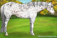 Horse Color:Liver Chestnut Appaloosa 