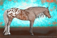 Horse Color:Silver Bay Appaloosa 
