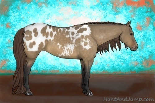 Horse Color:Buckskin Dun Appaloosa 