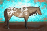 Horse Color:Buckskin Dun Appaloosa 