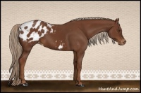 Horse Color:Chestnut Appaloosa 