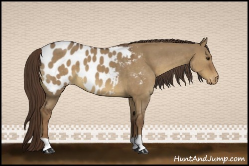 Horse Color:Liver Red Dun Appaloosa 