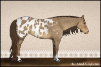 Horse Color:Liver Red Dun Appaloosa 