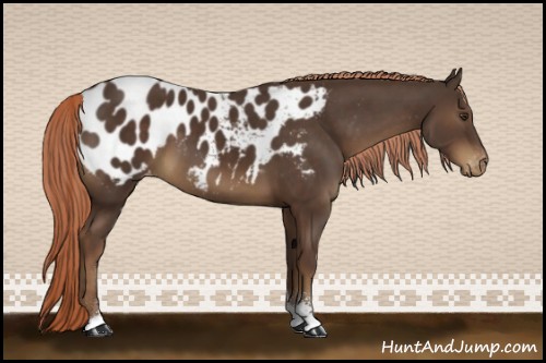 Horse Color:Liver Chestnut Sabino Appaloosa 