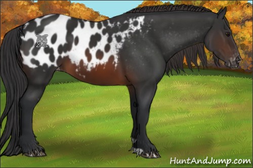 Horse Color:Brown Appaloosa