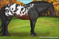 Horse Color:Brown Appaloosa 