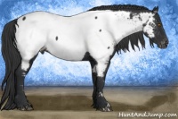Horse Color:Black Near Fewspot 