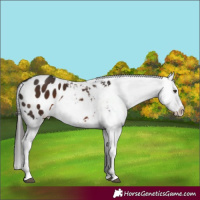 Horse Color:Liver Chestnut Appaloosa 