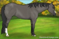 Horse Color:Grullo