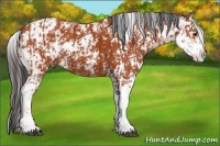 Horse Color:Bay Sabino  and Bay Sabino 