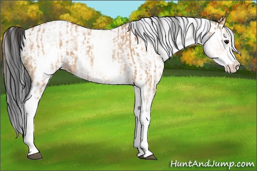 Horse Color:White Spotted Bay Dun Rabicano  and White Spotted Bay Dun Splash Rabicano 