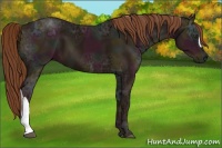 Horse Color:Midnight Chestnut Ice 