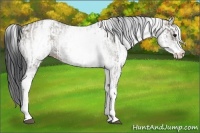 Horse Color:White Spotted Grullo Rabicano  and White Spotted Grullo Rabicano 