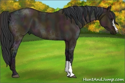 Horse Color:Midnight Bay Ice Dun 