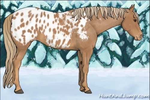 Horse Color:Chestnut Appaloosa 