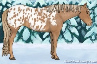 Horse Color:Chestnut Appaloosa 