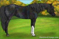 Horse Color:Midnight Black Ice