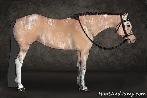 Horse Color:Bay Ice 
