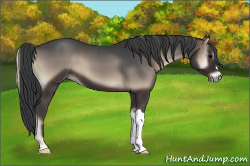 Horse Color:Blue Onyx