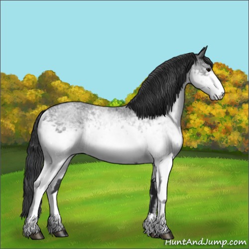 Horse Color:White Spotted Blue Roan Rabicano  and White Spotted Blue Roan Rabicano 