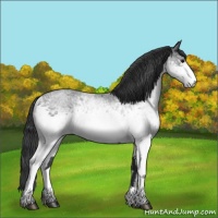Horse Color:White Spotted Blue Roan Rabicano  and White Spotted Blue Roan Rabicano 