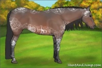 Horse Color:Bay Ice 