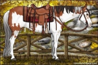 Horse Color:Bay Sabino  and Bay Dun Sabino 