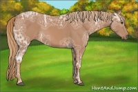 Horse Color:Chestnut Ice