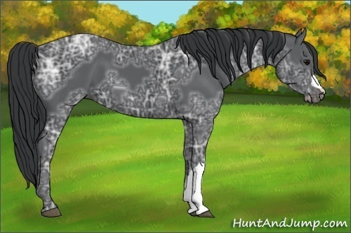 Horse Color:Black Ice 