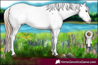 Horse Color:White Spotted Liver Chestnut Sabino Appaloosa 