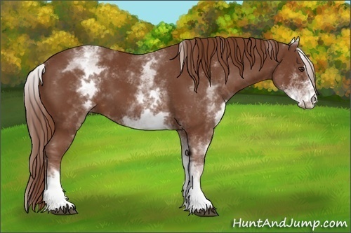 Horse Color:White Spotted Chestnut Sabino 